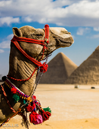 فندق المملكة